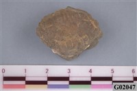 藏品(螃蟹)的圖片